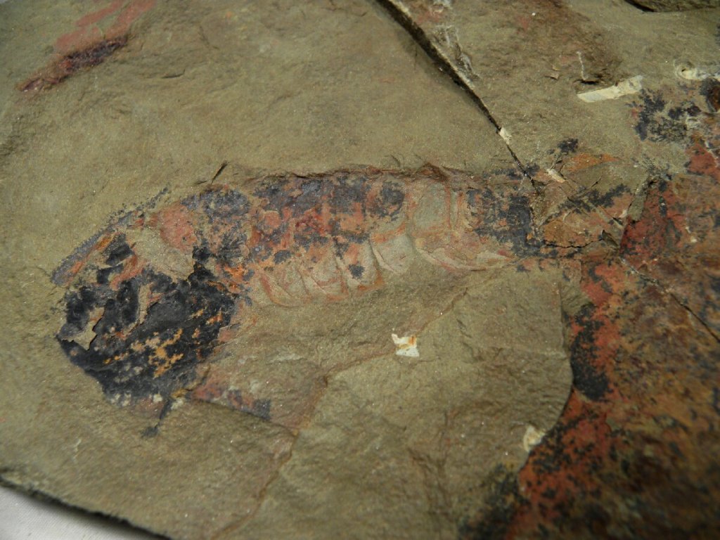 Leptaglaspis schmidti Aglaspid Fossil