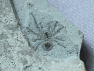 Jurassic Spider Fossil