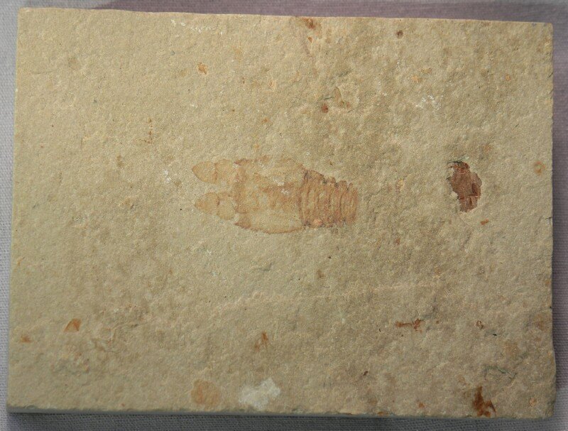 Lobster Fossil