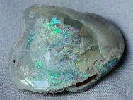 Opalized Bivalve