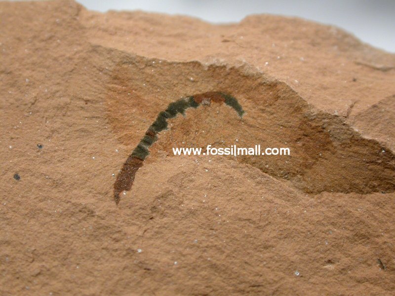 Sidneyia Arthropod Fossil