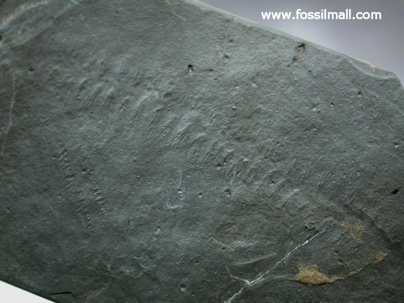 Tasmanadia Arthropod Fossil