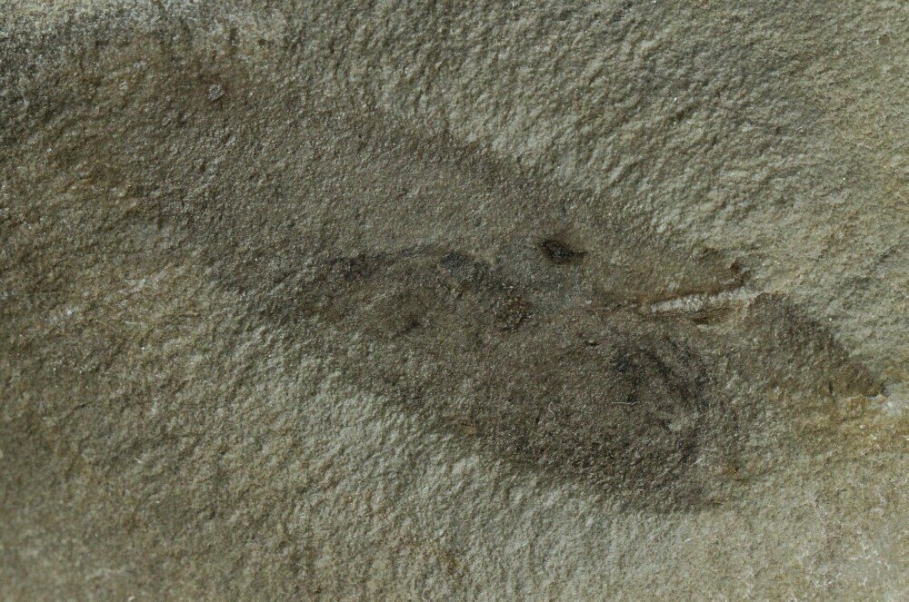 Typhloesus Conodont Fossil