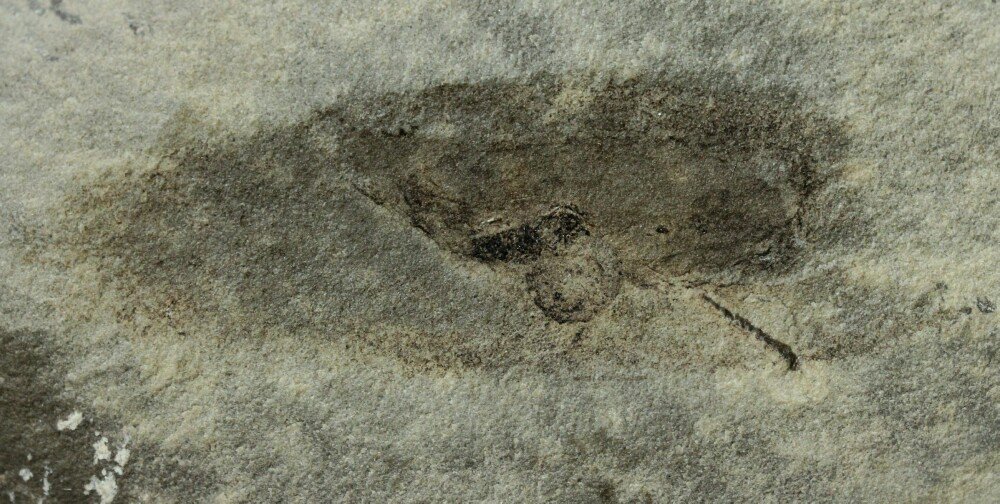Typhloesus