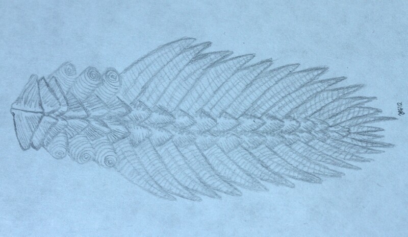 Machaeridian Alchetron, The Free Social Encyclopedia