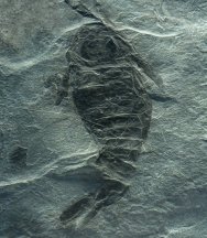 Pterygootus bilobus Fossil