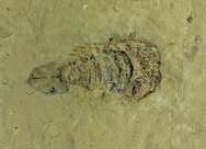 Horseshoe Crab Ancestor