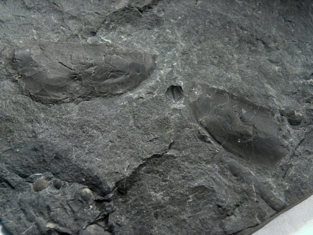 Phyllocarid Fossil
