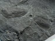 Paraechioncaris Phyllocarid Fossil