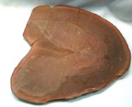 Tullimostrum gregarium