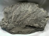 Dictyonema Graptolite Fossil