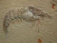 Antrimpos Fossil Shrimp