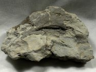 Silurian Bryzoan Fossil Fenestrellina