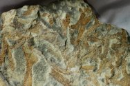 Arborispongia delicatula Sponge Fossils