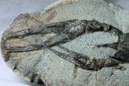 Paleonephrops Lobster Fossil