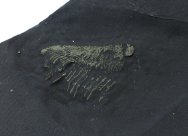  Museum Arthropod Fossil