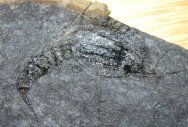 Phyllocarid Fossil