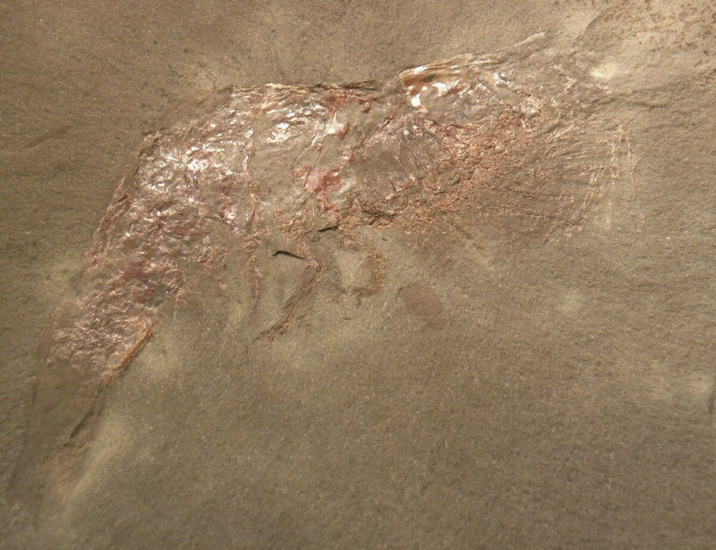 Mississippian Bear Gulch Fossil Shrimp Aenigmacaris 