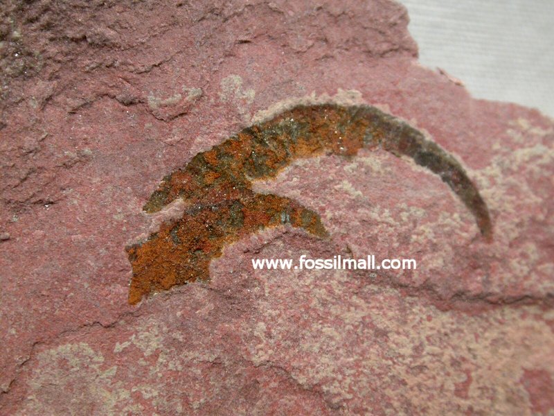 Arthropod Grasping Appendage from Cambrian Utah