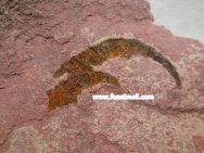 Arthropod Fossil Grasping Appendage