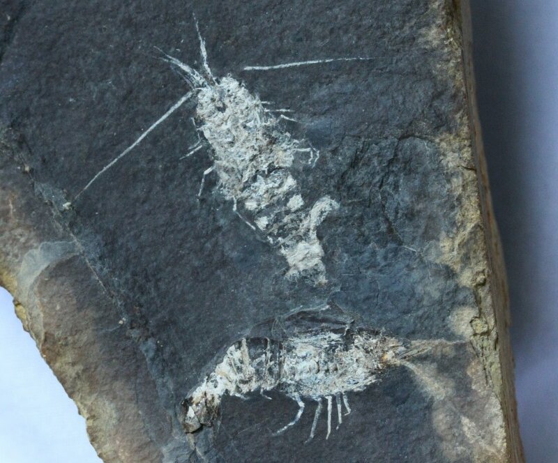 Tealliocaris Shrimp Fossils