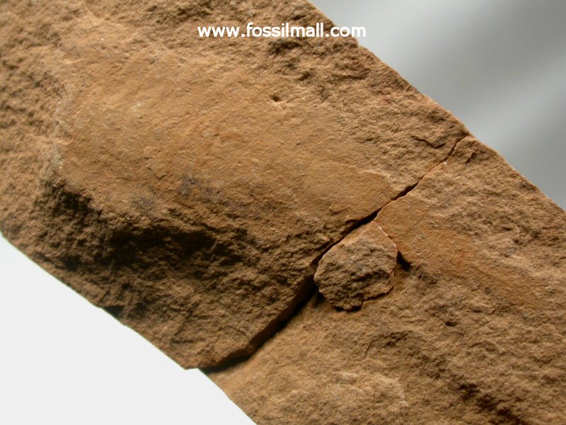 Arthropod fossil utah