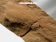 Arthropod Fossil