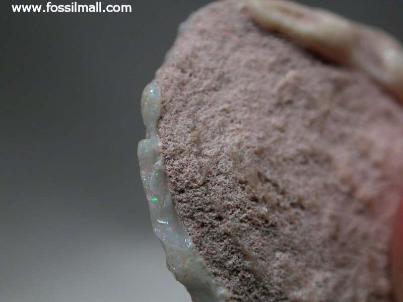 Opalized Fossil Bivalve