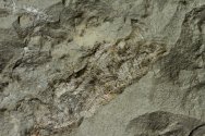 Conulariid Fossil 