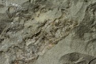 Conulariid Fossil