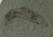 Polychaete Worm Fossil
