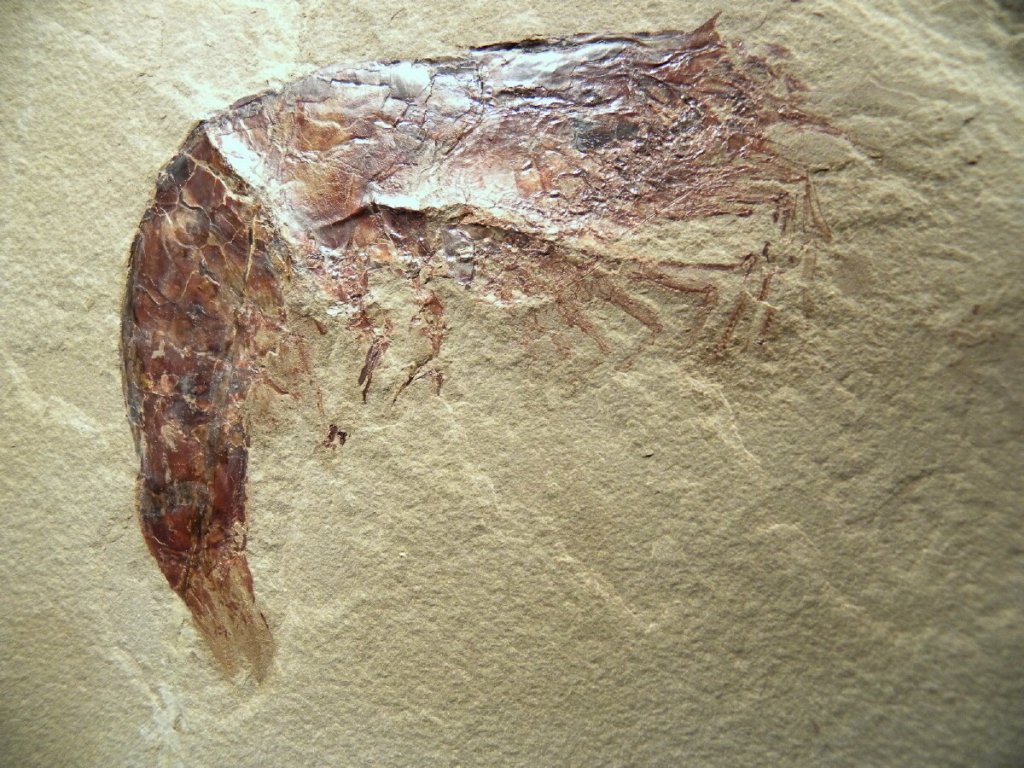Museum Fossil Shrimp Aenigmacaris