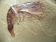 Aenigmacaris Fossil Shrimp