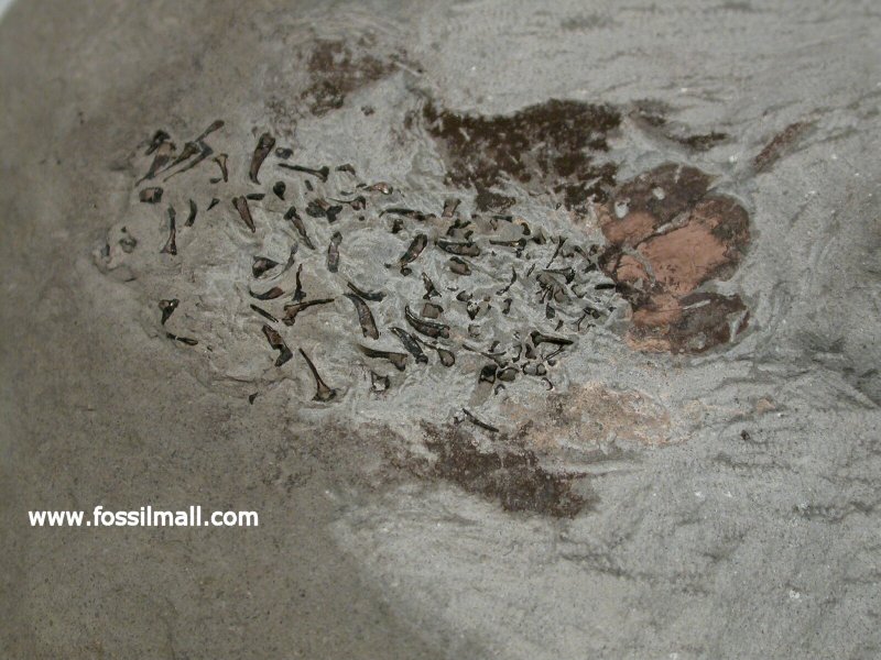 Belemnotheutis Fossil with Preserved Hooks