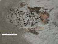 Belemnotheutis Fossil