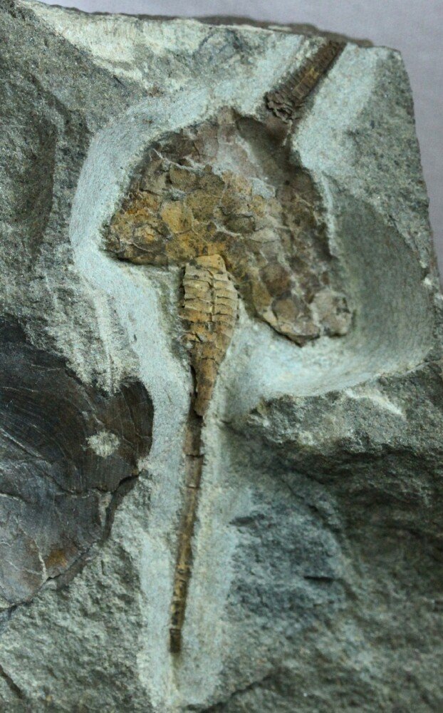 Dendrcystoides scoticus Carpoid Foss