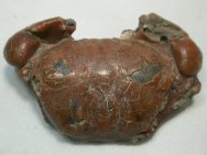 Fossil Crab