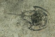 Yunnanolimulus Horseshoe Crab Fossil