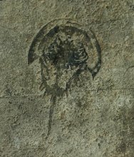 Yunnanolimulus luopingensis Triassic Horseshoe Crab