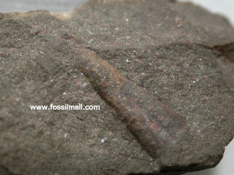 Hyolithid from Emu Bay 