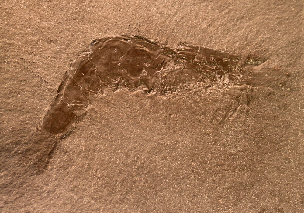 Aenigmacaris cornigerum