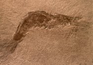 Aenigmacaris Fossil Shrimp