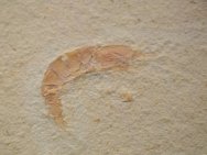 Atrimpos Solnhofen Shrimp Fossil