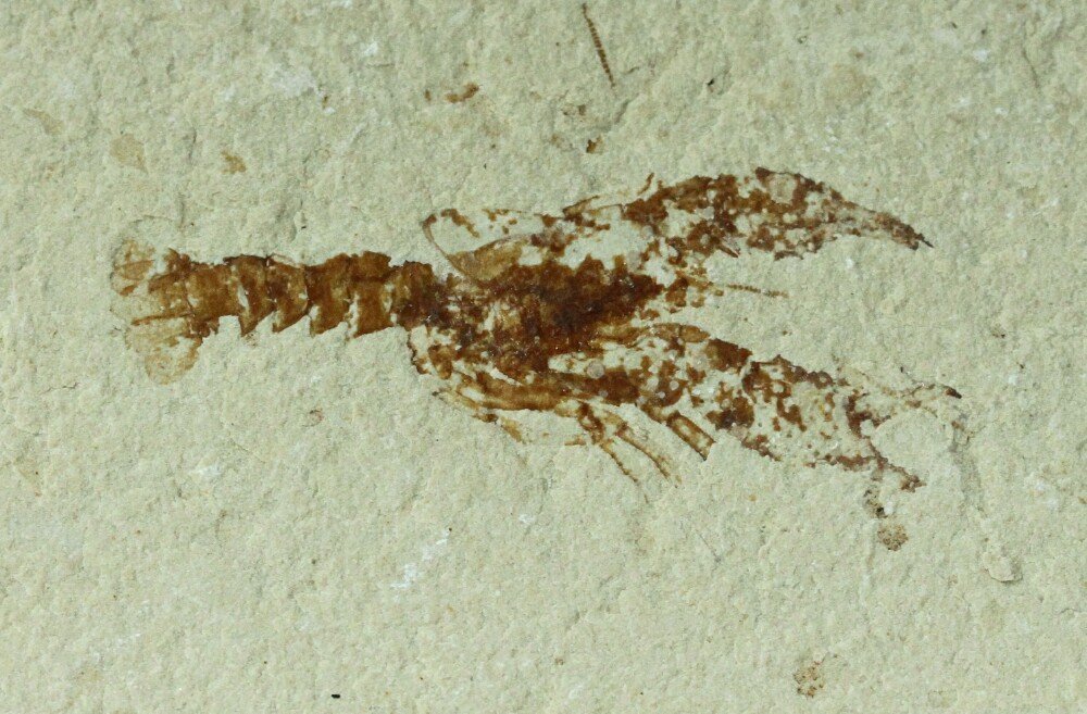 Eryma Cretaceous Lobster Fossil