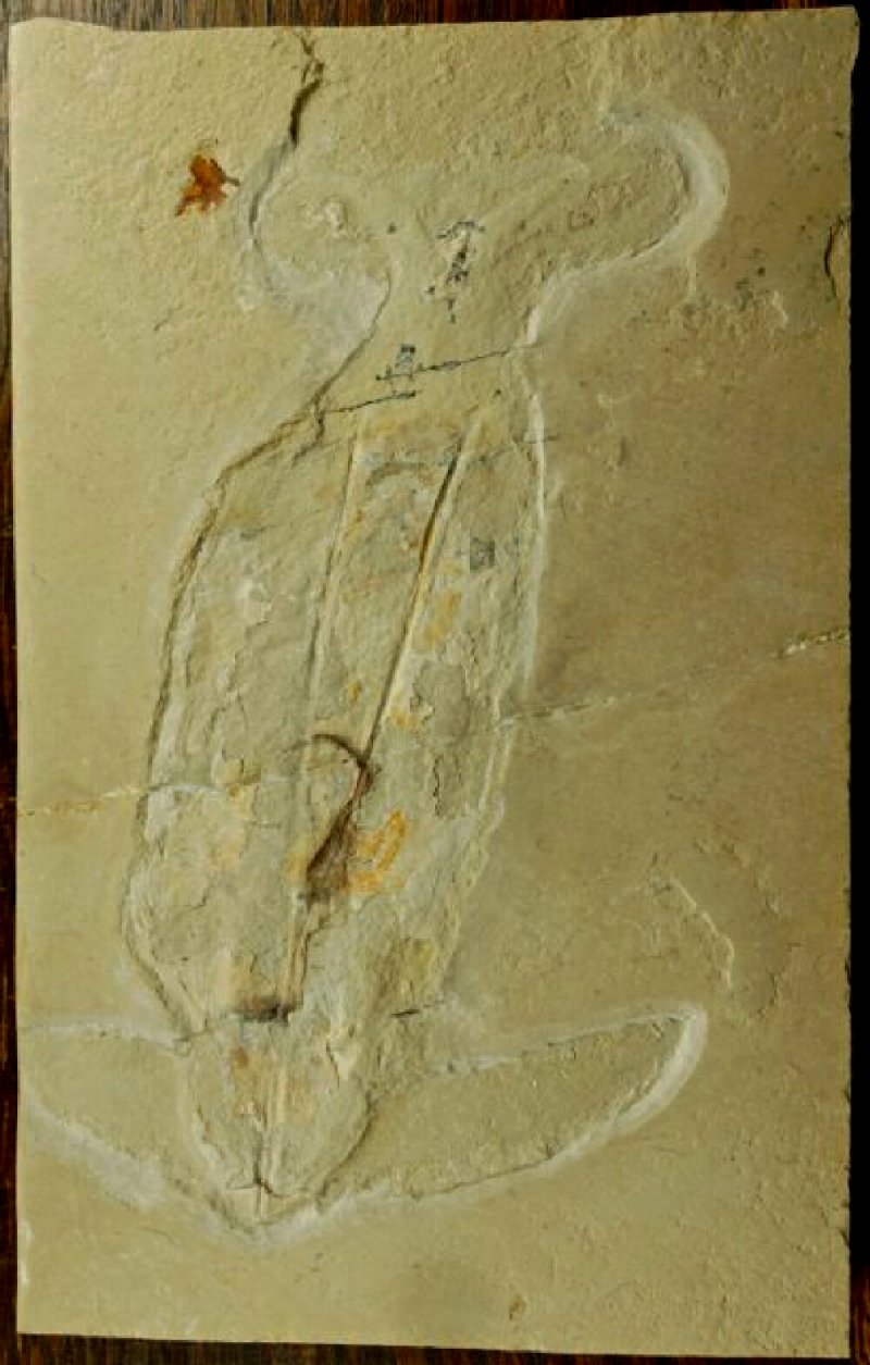 Cretaceous Lebanese Lagerstatte Dorateuthis syriaca Fossil