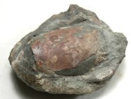 Raninoides oregonensis Crab Fossil