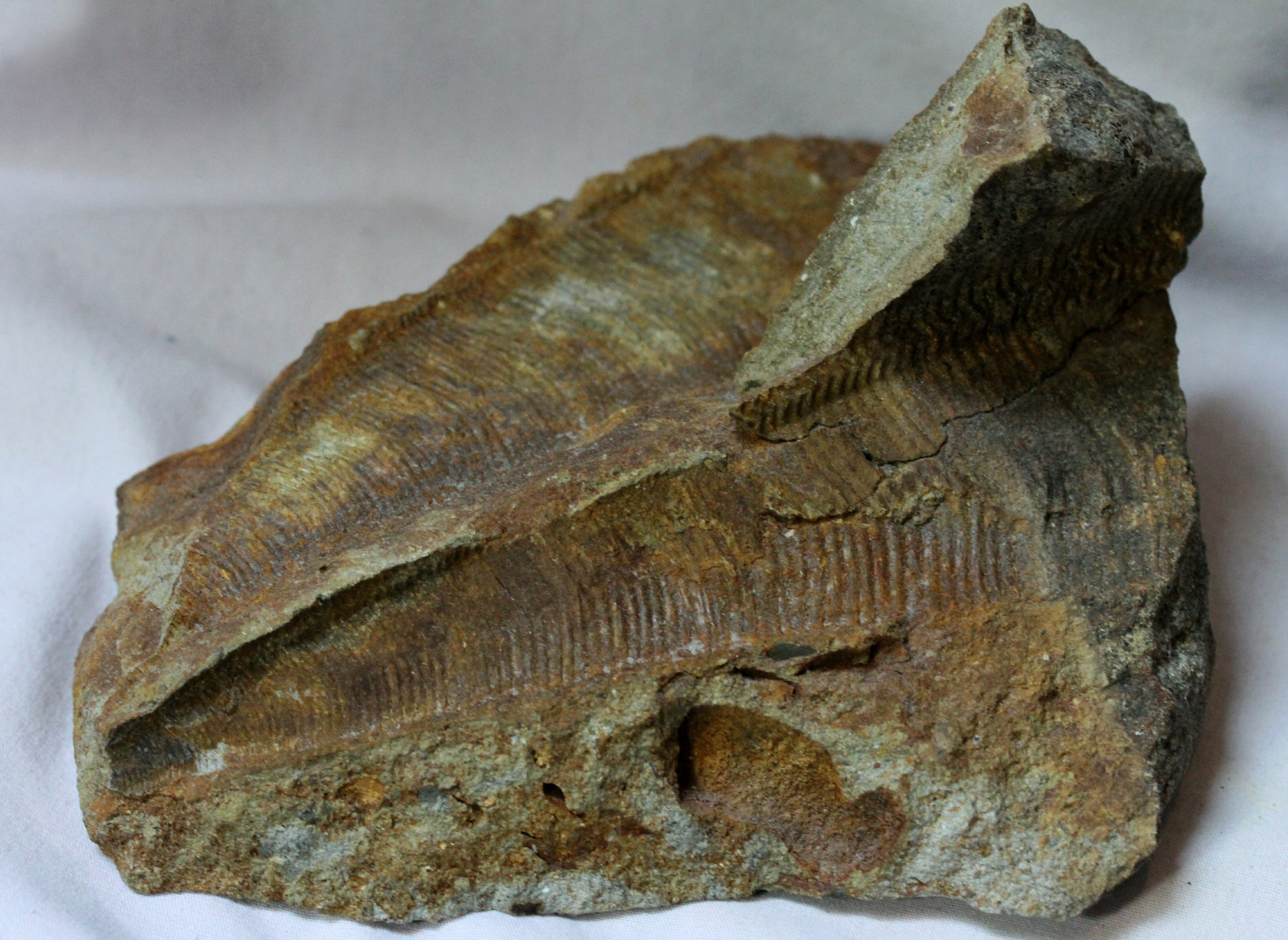 Tasmanian Conurariid Fossil