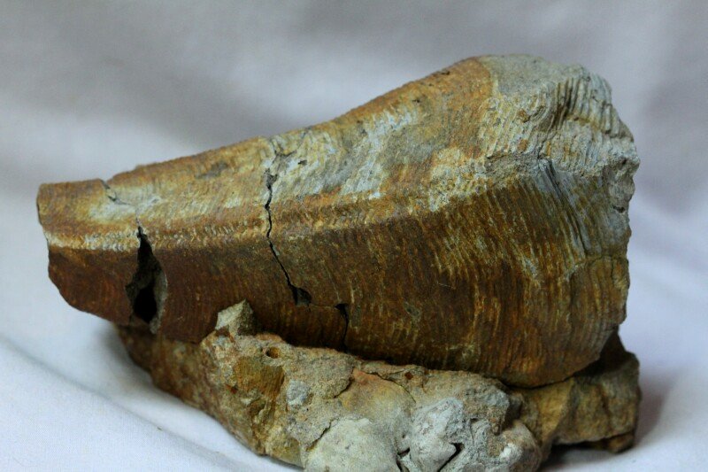 Tasmanian Conurariid Fossil