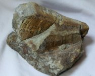 Paraconularia Tasmanian Conurariid Fossil