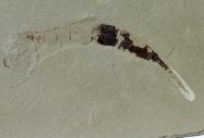 Sairocaris centurion Phyllocarid Fossil